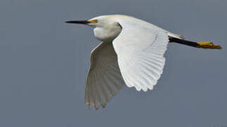 Snowy Egret