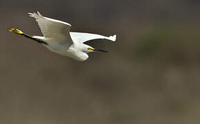 Snowy Egret