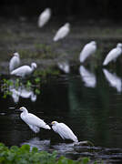 Snowy Egret