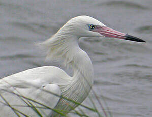 Aigrette roussâtre