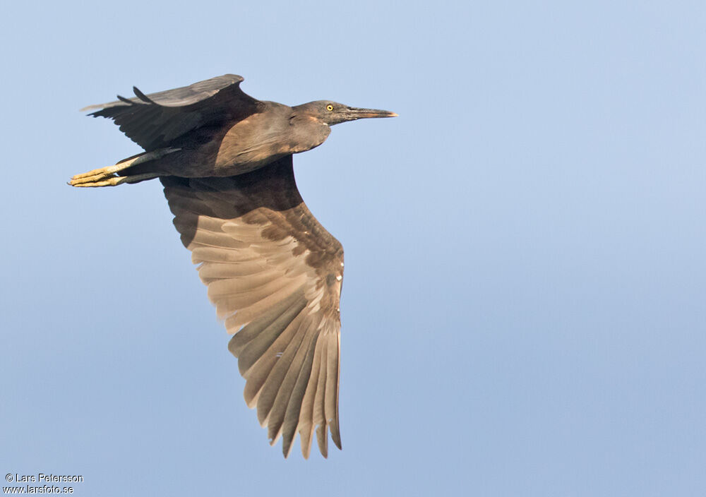 Pacific Reef Heron