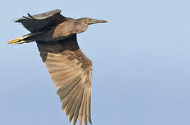 Pacific Reef Heron