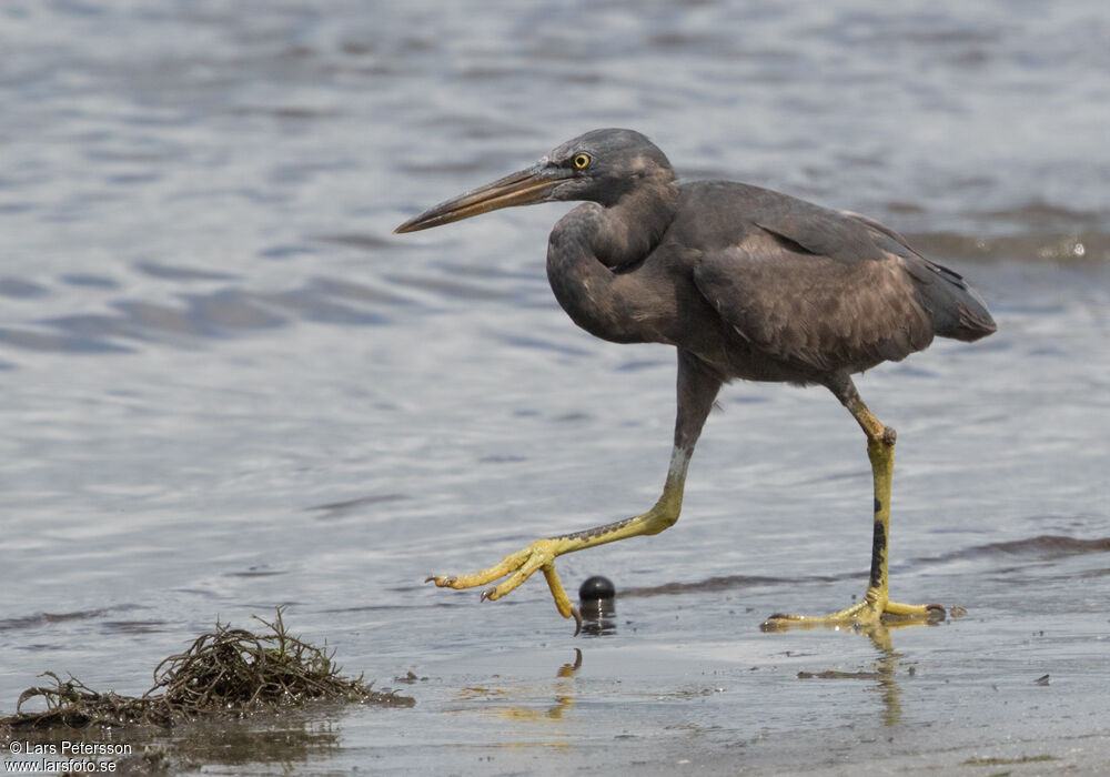 Pacific Reef Heron