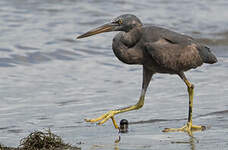 Aigrette sacrée