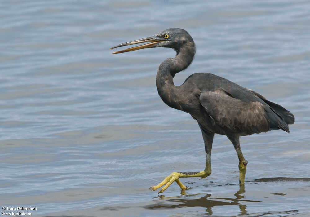 Pacific Reef Heron