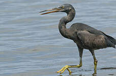 Aigrette sacrée