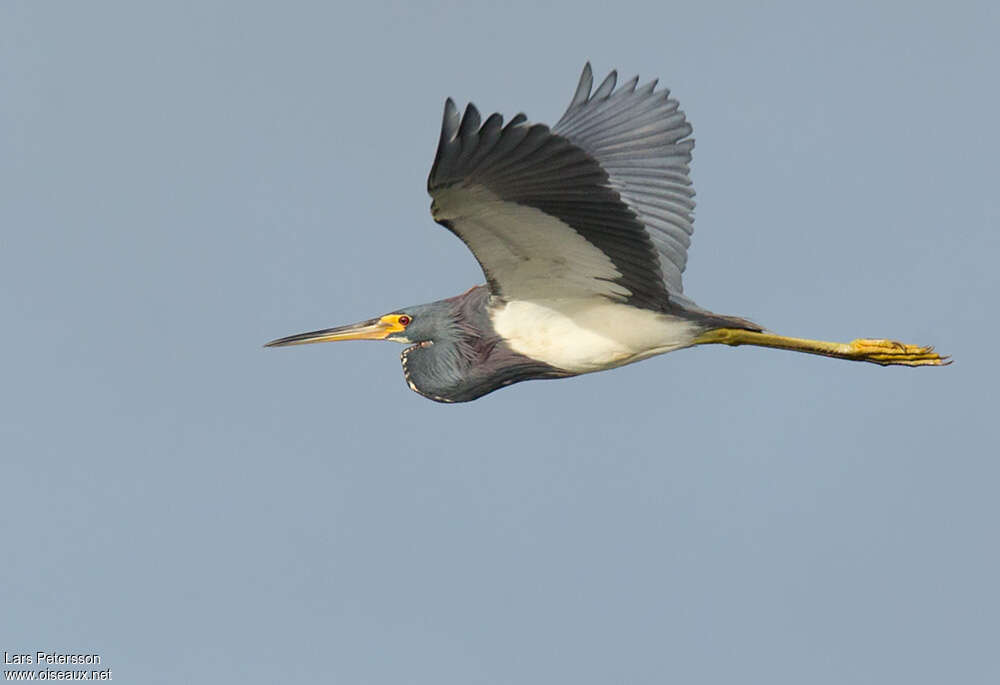 Tricolored Heronadult post breeding, Flight