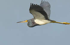 Aigrette tricolore