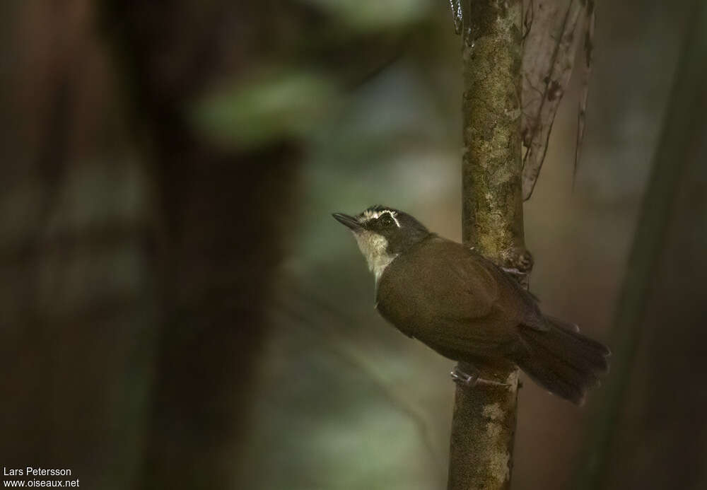 Grey-breasted Babbleradult