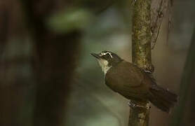 Grey-breasted Babbler