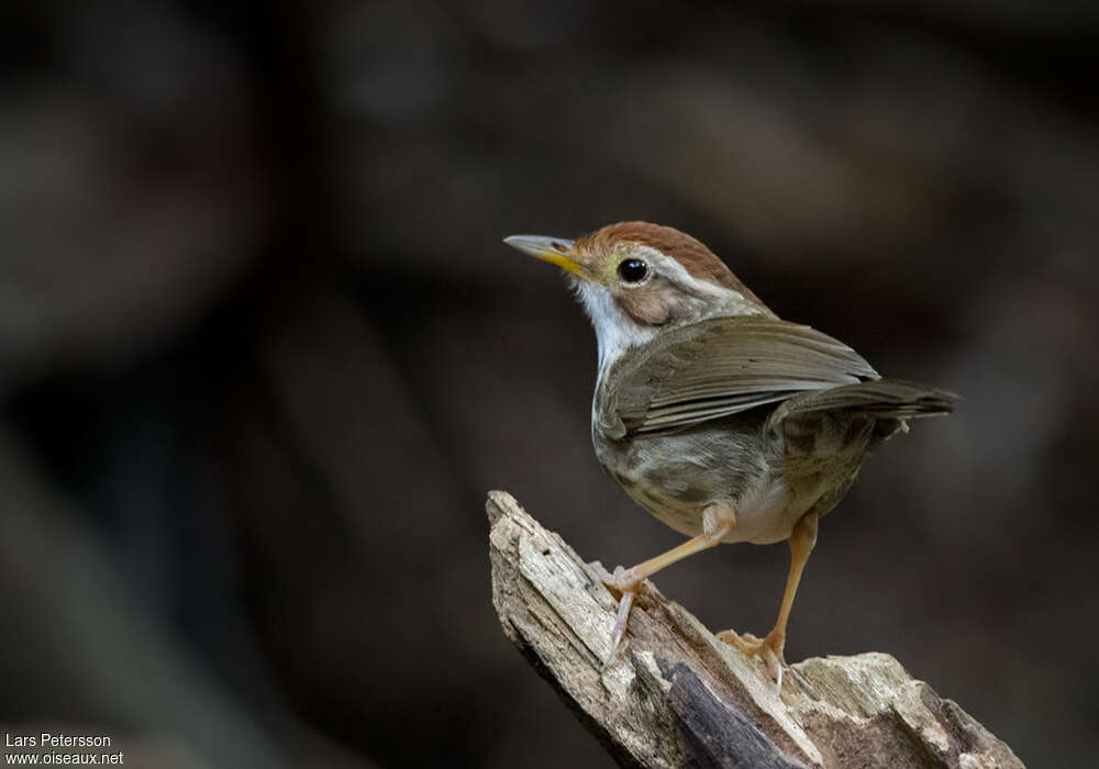 Puff-throated Babbleradult, pigmentation