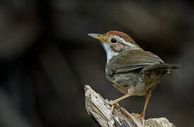 Puff-throated Babbler