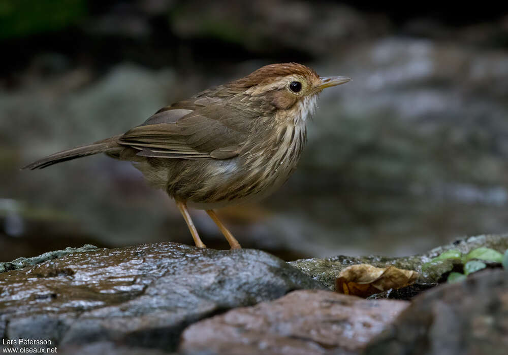 Akalat à poitrine tachetéeadulte, identification