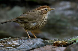 Puff-throated Babbler