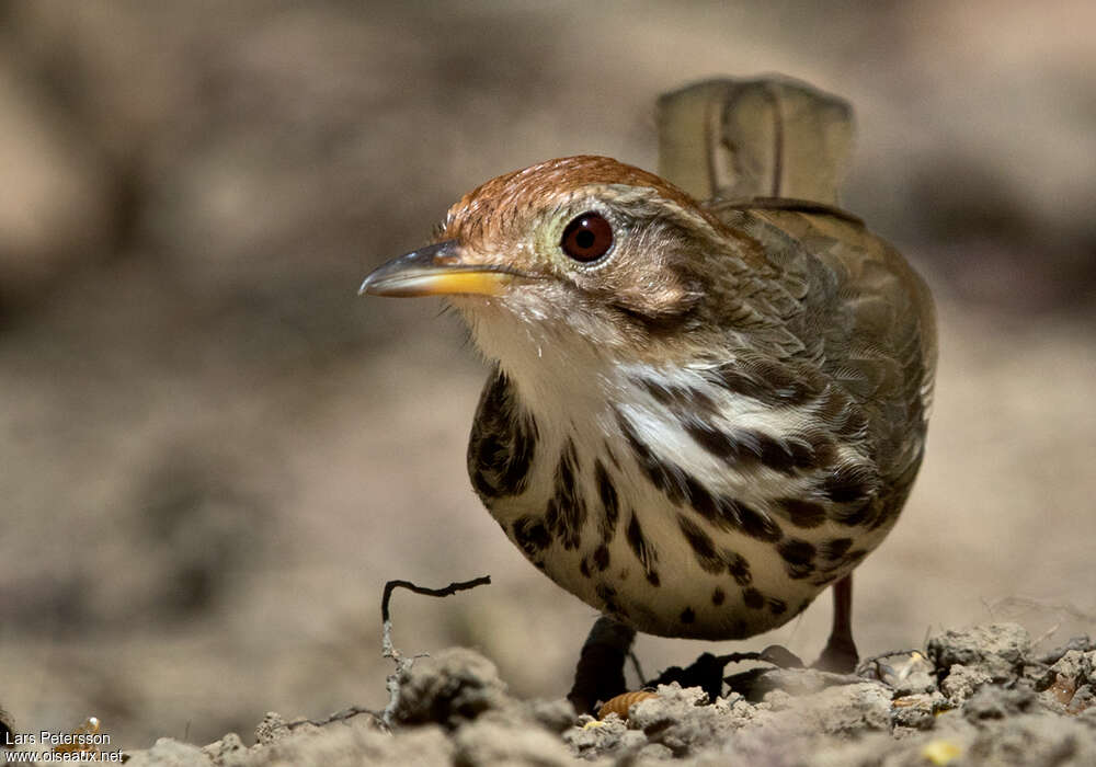 Puff-throated Babbleradult, close-up portrait