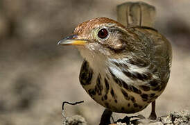 Puff-throated Babbler