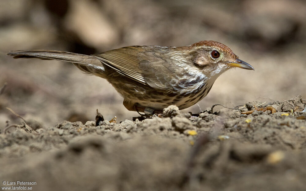 Puff-throated Babbler