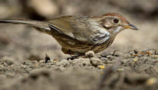 Puff-throated Babbler