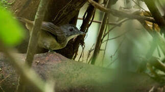 Blackcap Illadopsis