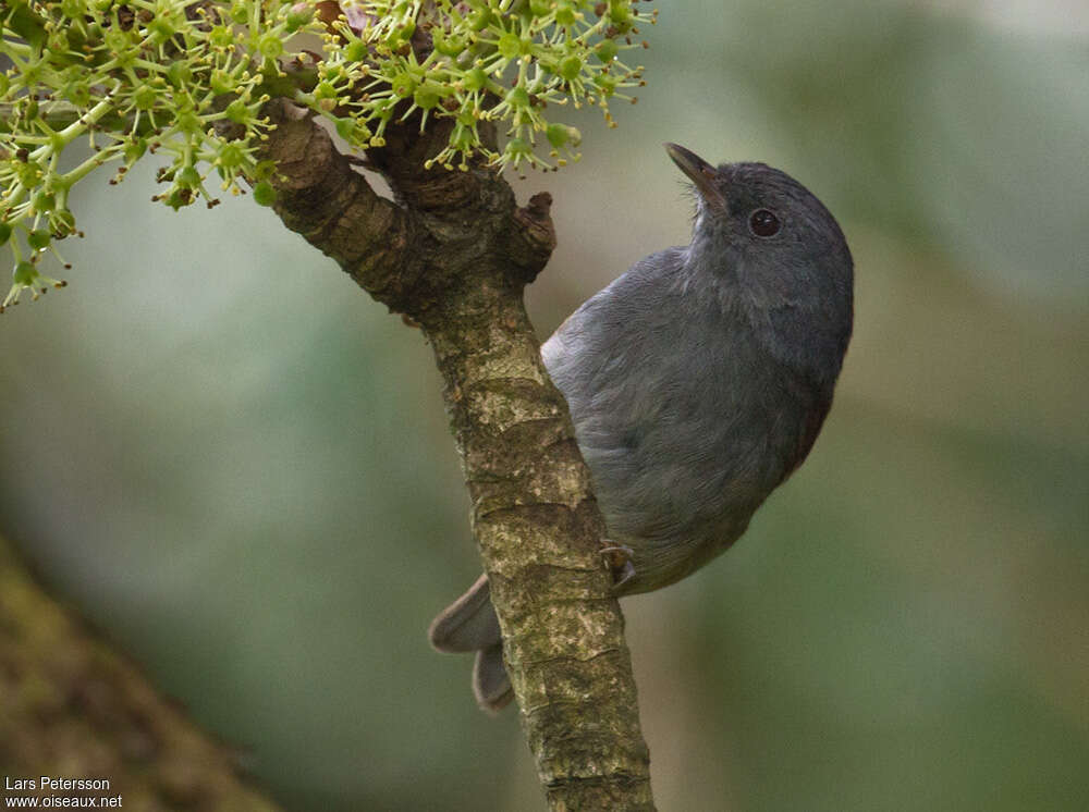 Akalat à tête sombreadulte, identification