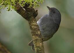 African Hill Babbler