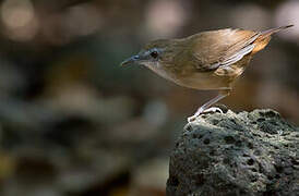 Abbott's Babbler