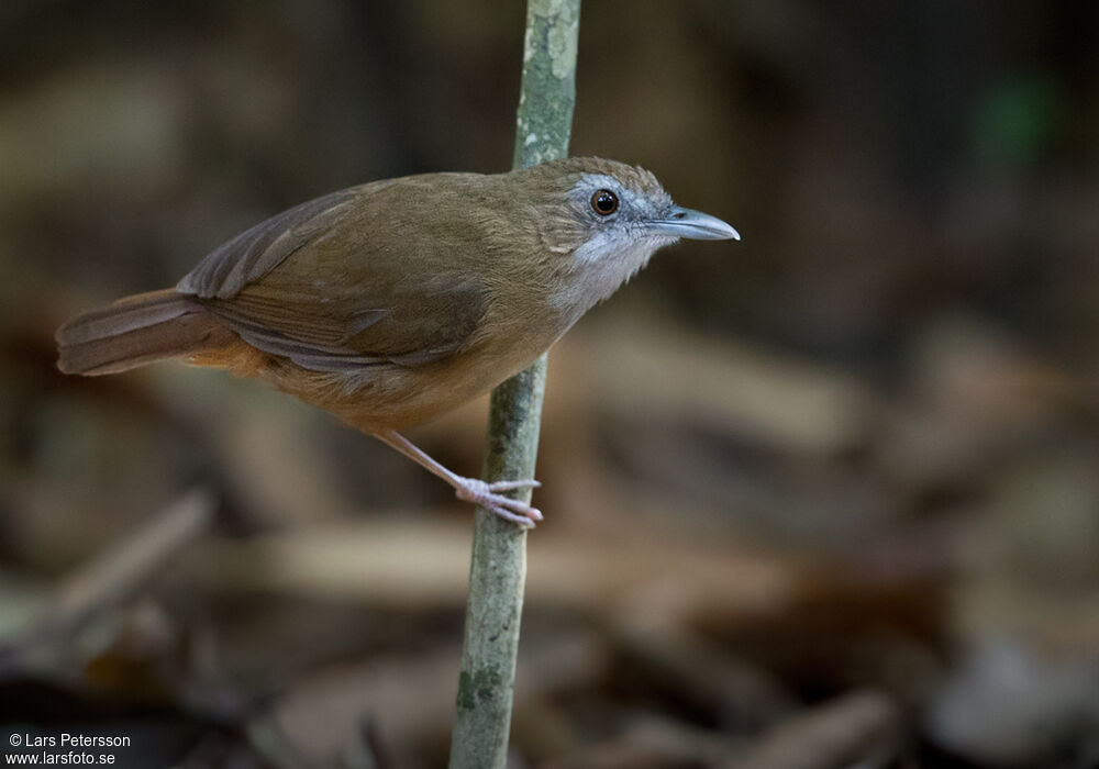 Abbott's Babbler