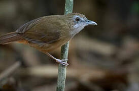 Abbott's Babbler