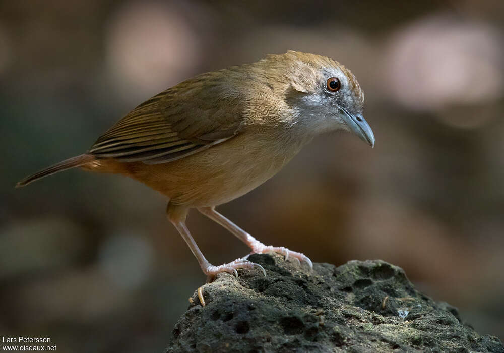 Akalat d'Abbottadulte, identification