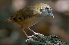 Abbott's Babbler