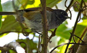 Rwenzori Hill Babbler