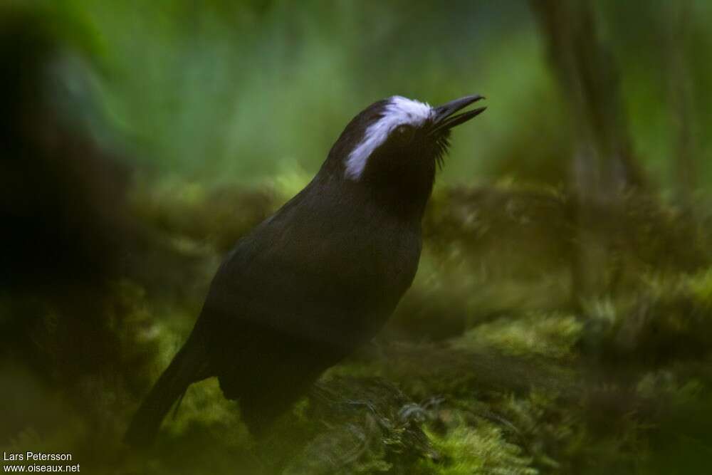 White-browed Antbird male adult