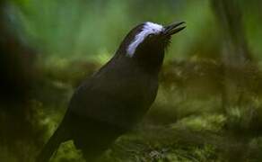 White-browed Antbird