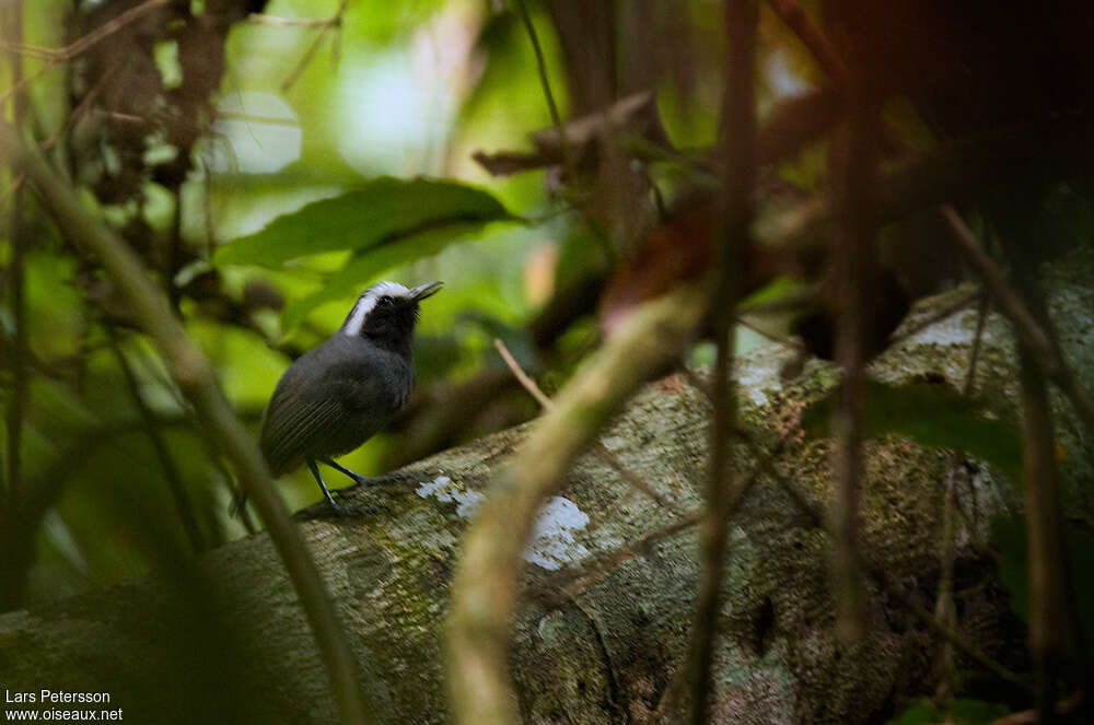 White-browed Antbird male adult, habitat