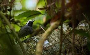 White-browed Antbird