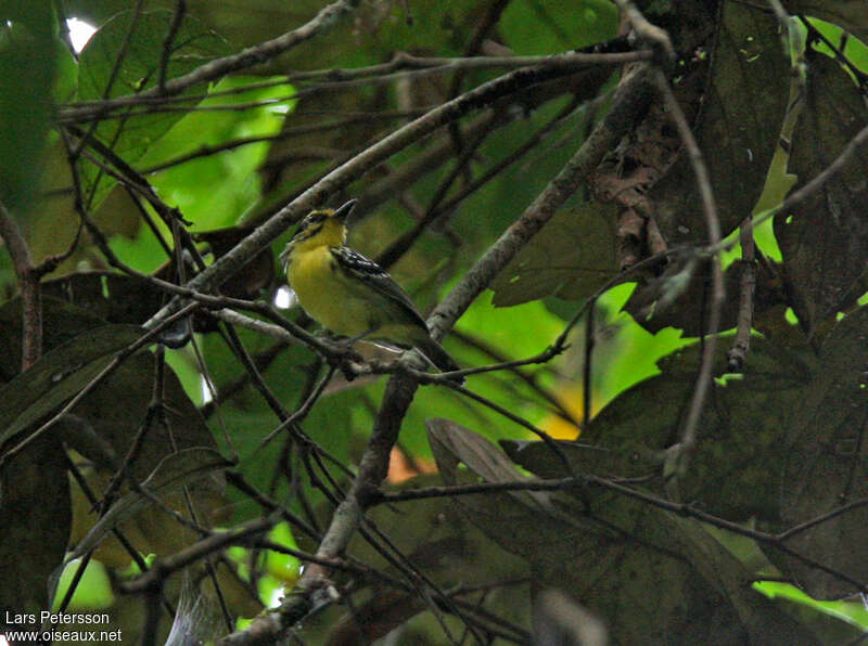 Yellow-browed Antbirdadult