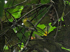 Yellow-browed Antbird