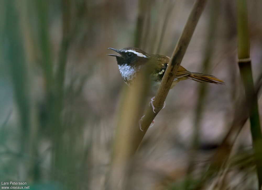 White-bibbed Antbird male adult