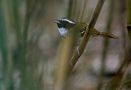 White-bibbed Antbird