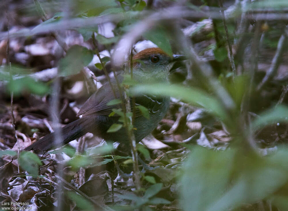 Alapi de Bahia femelle adulte, identification