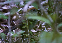 Slender Antbird