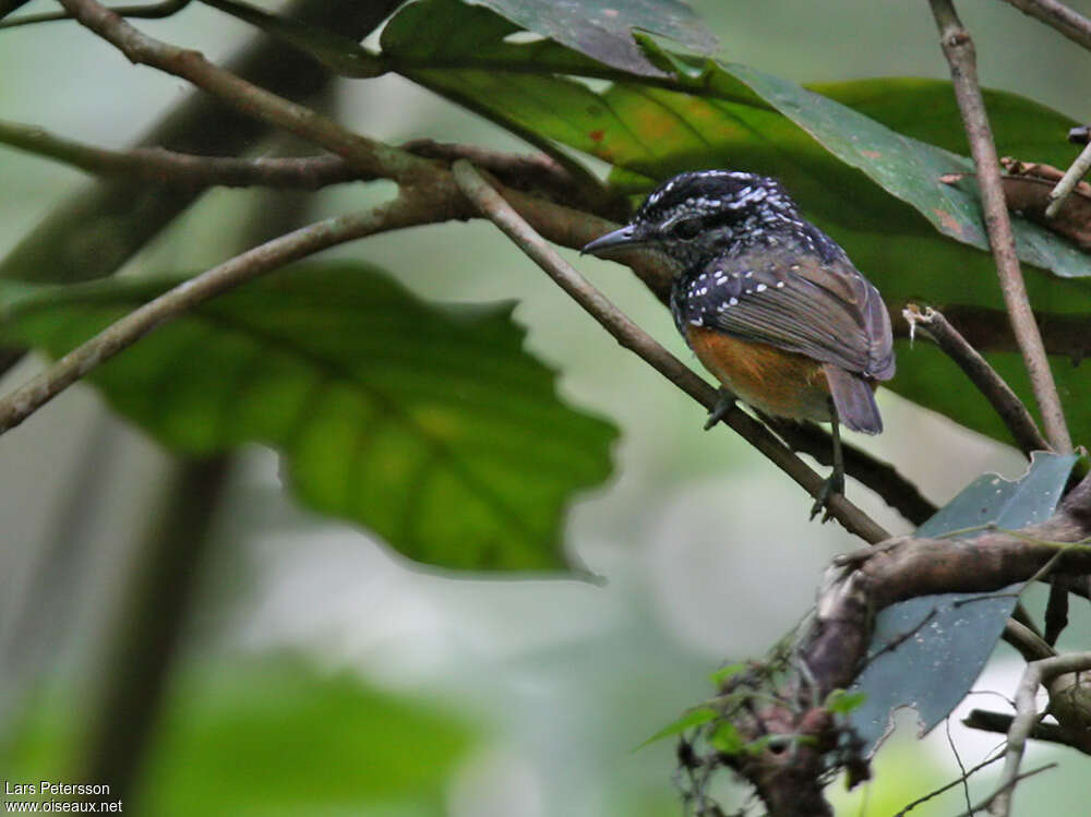 Peruvian Warbling Antbird male adult, habitat, pigmentation