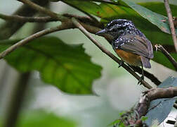 Peruvian Warbling Antbird