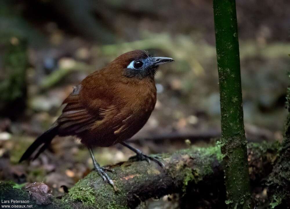 Alapi de Zeledonadulte, identification