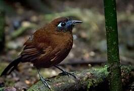 Zeledon's Antbird