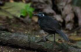 Zeledon's Antbird