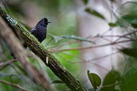 White-shouldered Fire-eye