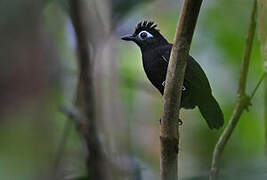 Sooty Antbird