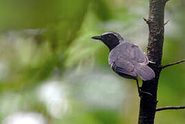 Black-faced Antbird