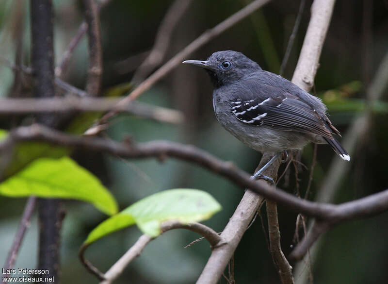 Band-tailed Antbird male adult, identification